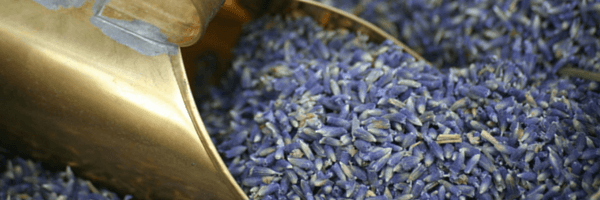 lavanda