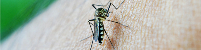 spray natural antitantari