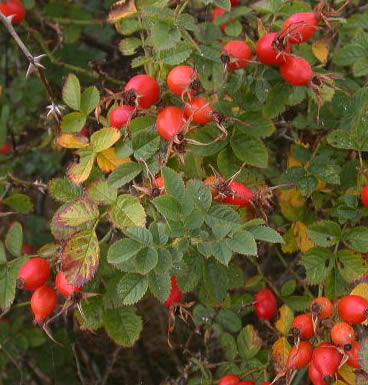 Rosa mosqueta